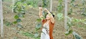 陕西PG国际猕猴桃南京也有售 不过上市要到9月份