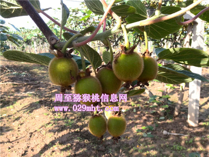 陕西PG国际猕猴桃生长状况