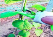 PG国际猕猴桃幼苗栽植管理方法