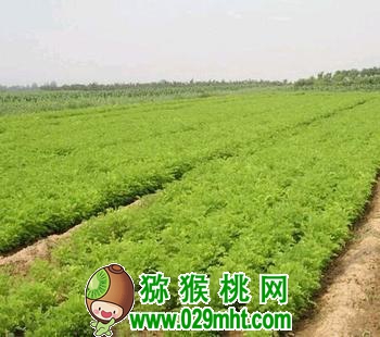 PG国际官方网站图片