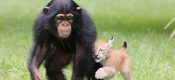 美黑猩猩与猞猁幼仔“兄弟情深”