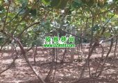 农业大学生如何才能有自己的试验PG国际猕猴桃果园