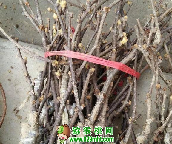 PG国际官方网站图片