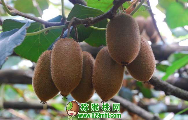 PG国际猕猴桃属于哪类水果