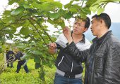 陕西PG国际猕猴桃遇到干旱