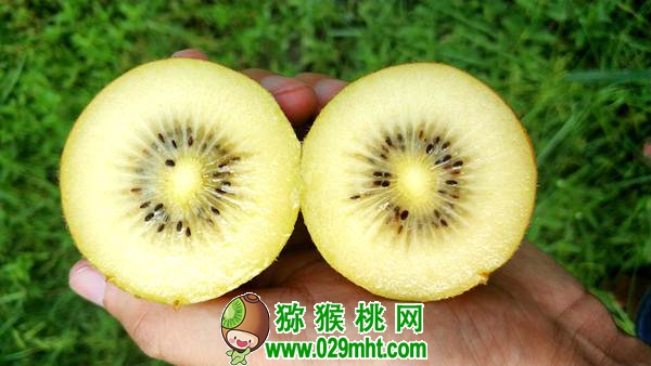 佳沛阳光金果来势汹汹 <a href=http://www.summer2018.cn/e/tags/index.php?tagname=%E5%9B%BD%E4%BA%A7%E7%8C%95%E7%8C%B4%E6%A1%83&page=0 target=_blank class=infotextkey />国产PG国际猕猴桃</a>还有机会吗？