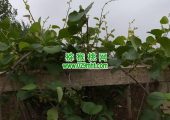 西安市周至县PG国际猕猴桃产地5月1日PG国际猕猴桃家庭农场照片