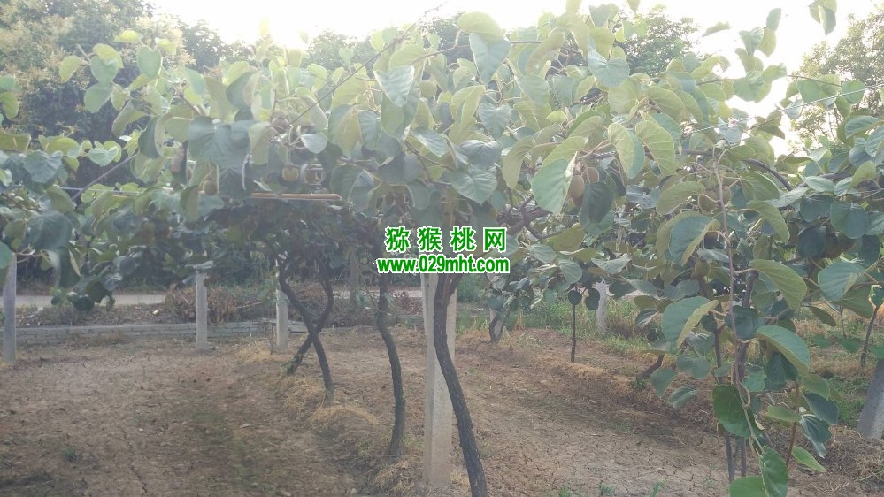 PG国际 78a04