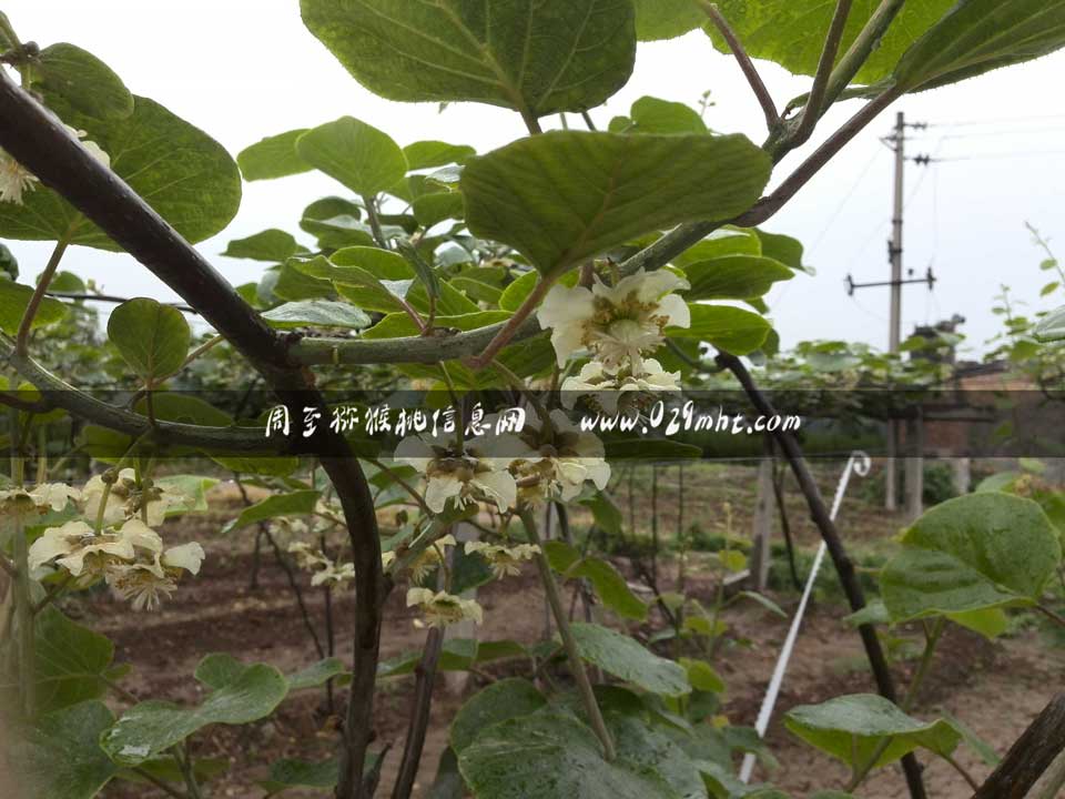 <a href=http://www.summer2018.cn/zhouzhimihoutao/ target=_blank class=infotextkey />周至PG国际猕猴桃</a>采花粉画报