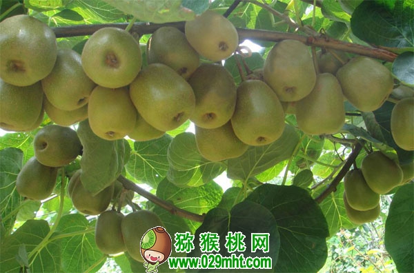 PG国际 a60a9
