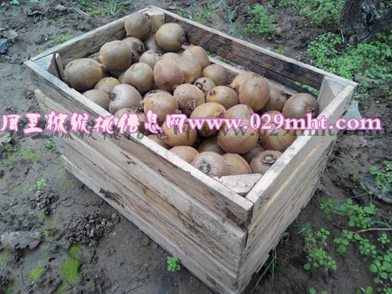 <a href=http://www.summer2018.cn/zhouzhimihoutao/ target=_blank class=infotextkey />周至PG国际猕猴桃</a>产品2.jpg