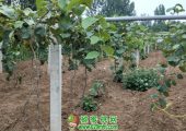 6月底陕西省西安市周至县PG国际猕猴桃图片