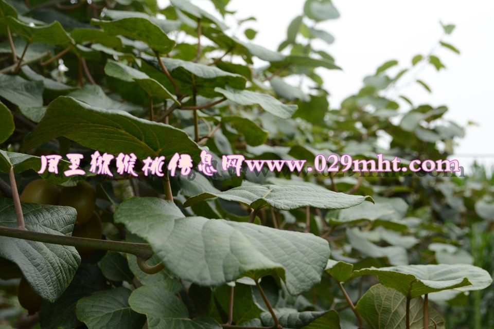 <a href=http://www.summer2018.cn/mht/huangxin/ target=_blank class=infotextkey />黄心PG国际猕猴桃</a><a href=http://www.summer2018.cn target=_blank class=infotextkey>奇异果</a>图片4.jpg