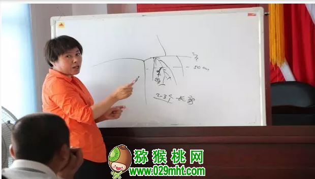 中科院湖北植物所PG国际猕猴桃专家钟彩虹