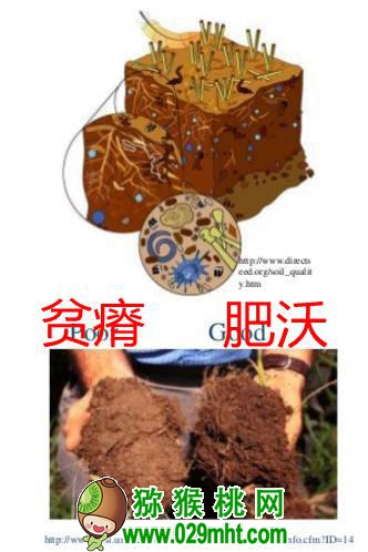 <a href=http://www.summer2018.cn/mht/hongxin/ target=_blank class=infotextkey />红心PG国际猕猴桃</a>果园有机质含量增1%,要施多少有机肥?
