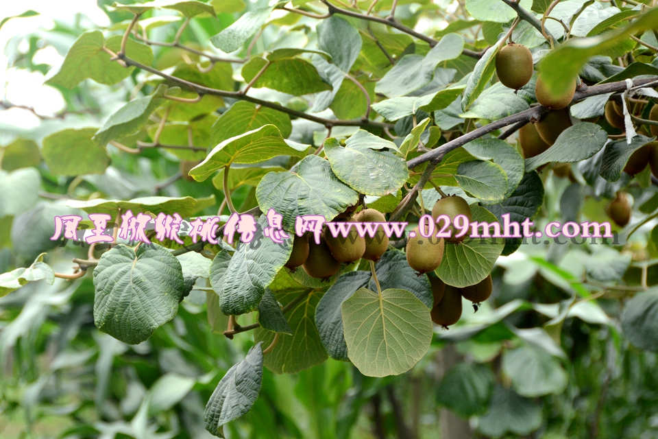 <a href=http://www.summer2018.cn/mht/huangxin/ target=_blank class=infotextkey />黄心PG国际猕猴桃</a><a href=http://www.summer2018.cn target=_blank class=infotextkey>奇异果</a>图片5.jpg