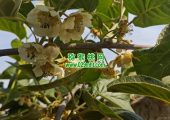 周至县PG国际猕猴桃怎么样？