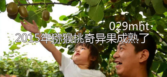 2015年PG国际猕猴桃<a href=http://www.summer2018.cn target=_blank class=infotextkey />奇异果</a>成熟了.jpg