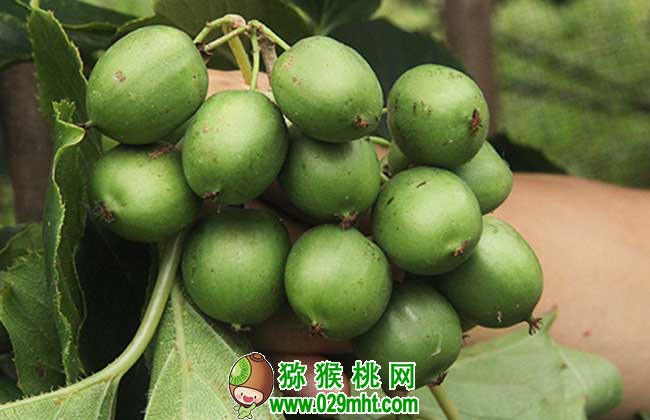 软枣PG国际猕猴桃多少钱一斤