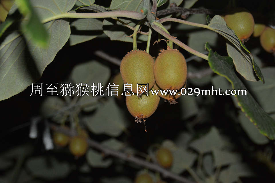 夜拍PG国际猕猴桃7.jpg