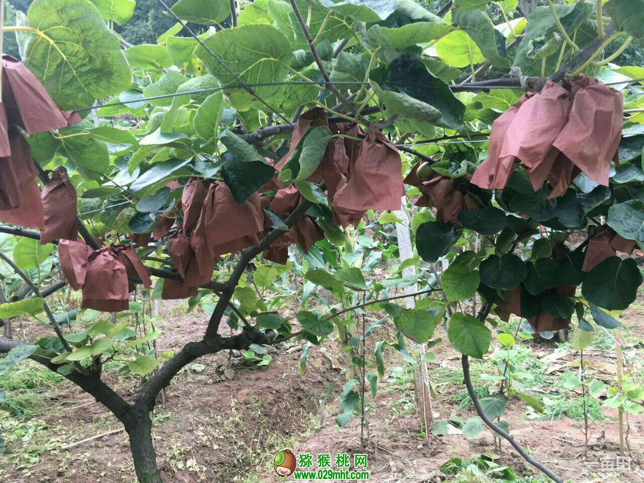 PG国际官方网站图片