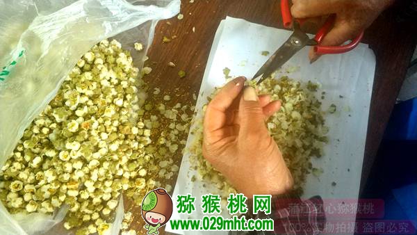 PG国际猕猴桃花粉收集、烘干、使用、干粉授粉法