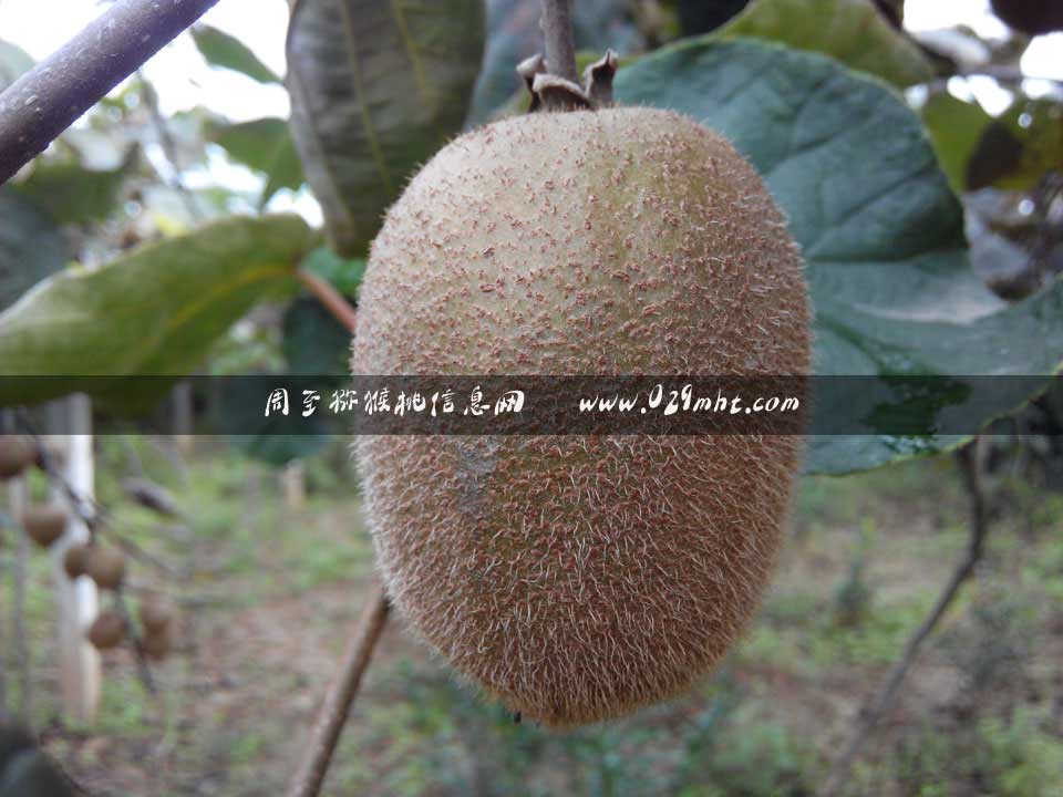 PG国际 46759