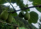 江西红心PG国际猕猴桃已经长大了，