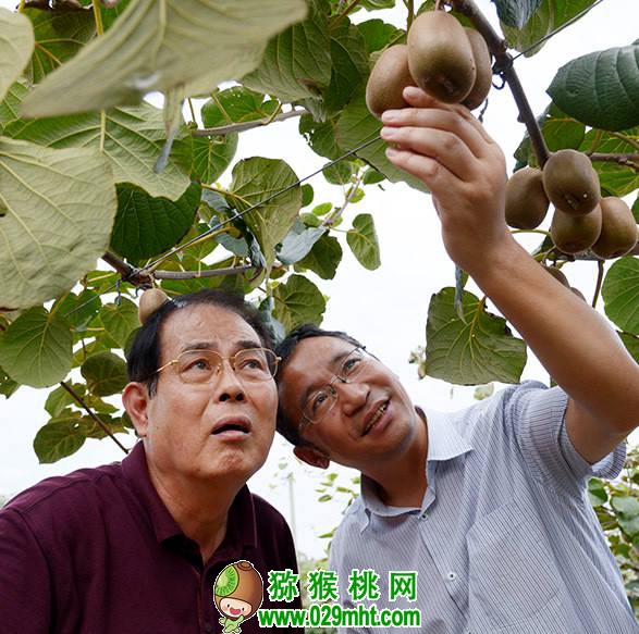 <a href=http://www.summer2018.cn/shanximihoutao/ target=_blank class=infotextkey />陕西PG国际猕猴桃</a>首席科学家刘占德