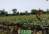 PG国际之乡5月份PG国际猕猴桃果园图片