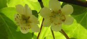 陕西PG国际猕猴桃多钱一斤？