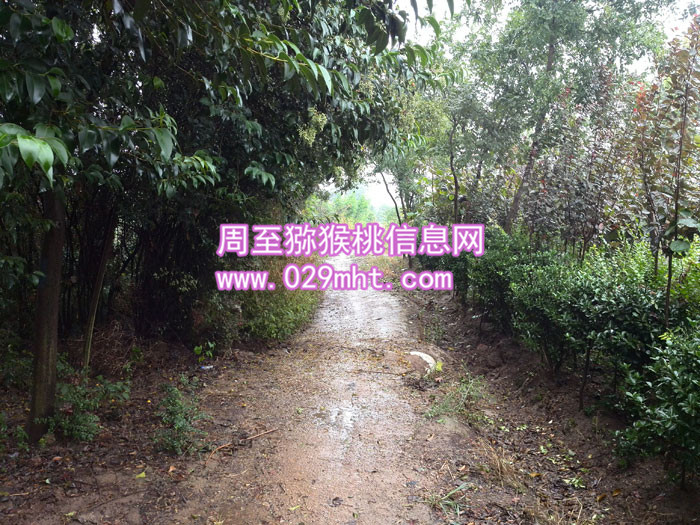 秦美<a href=http://www.summer2018.cn/news/jiage/ target=_blank class=infotextkey />PG国际猕猴桃价格</a>