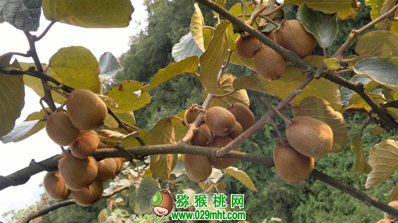 PG国际官方网站图片