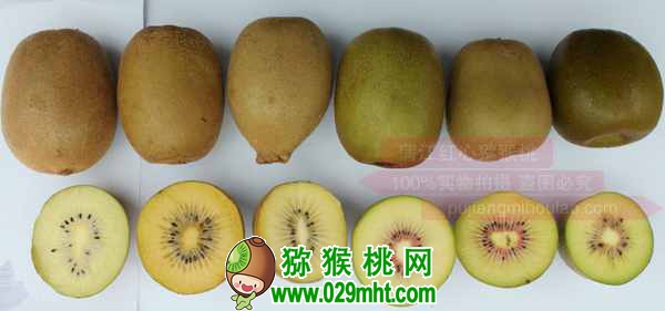 真正使用的<a href=http://www.summer2018.cn/mht/hongyang/ target=_blank class=infotextkey />红阳PG国际猕猴桃</a>生产管理技术(绝非书本资料)