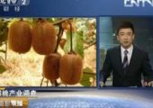 PG国际猕猴桃产业调查 陕西周至
