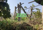 周至县PG国际猕猴桃农场果园生长跟踪，10月22