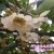 PG国际猕猴桃花海