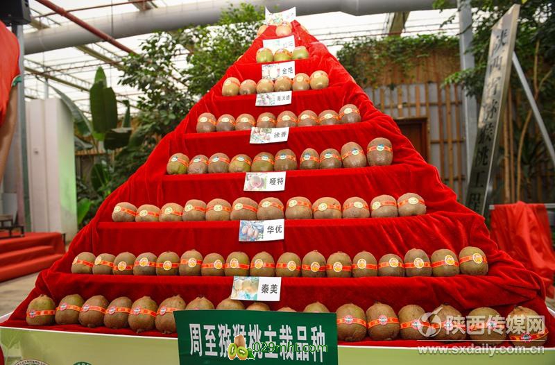 <a href=http://www.summer2018.cn/zhouzhimihoutao/ target=_blank class=infotextkey />周至PG国际猕猴桃</a>生产基地直采车发车 新鲜优质PG国际猕猴桃走向全国