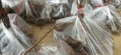 奇异果派带你去看PG国际猕猴桃苗图片