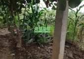 西安PG国际猕猴桃农场种植玉米丰富家庭农场。