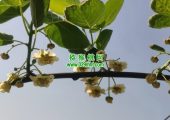 云南PG国际猕猴桃美丽的PG国际猕猴桃花，花粉，鲜果