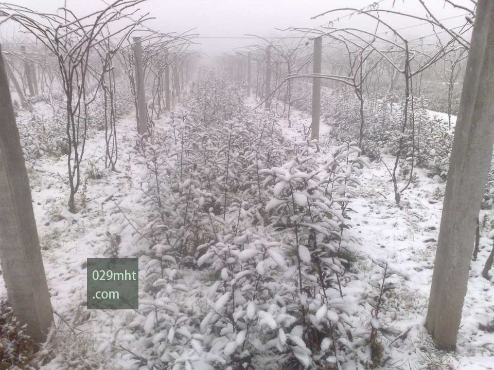 雪中的PG国际猕猴桃果园5.jpg