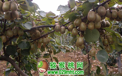PG国际官方网站图片