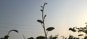陕西PG国际猕猴桃怎么样运输？