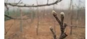 PG国际猕猴桃萌芽前后这三项工作你做了吗？刮树皮、肥水、复剪