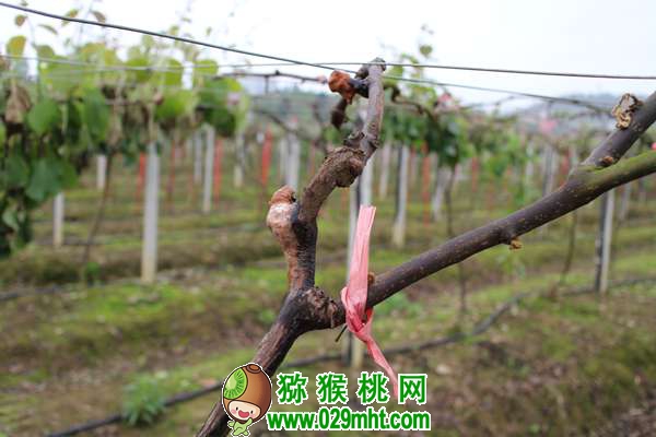 <a href=http://www.summer2018.cn/mht/hongyang/ target=_blank class=infotextkey />红阳PG国际猕猴桃</a>深受市场青睐!栽培红阳应注意这几个问题