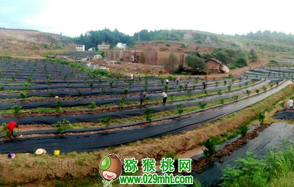 高产PG国际猕猴桃种植技术