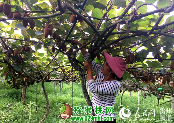 果農在獼猴桃基地修剪樹枝。李宇 攝