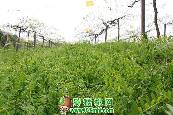 高产PG国际猕猴桃种植技术