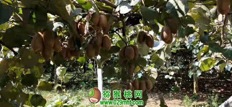 PG国际 f32ba